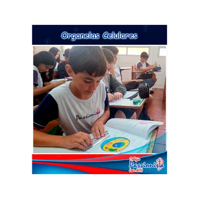 Organelas celulares Col�gio Passionista Jo�o XXIII