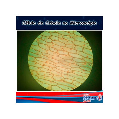 C�lulas da cebola no microsc�pio Col�gio Passionista Jo�o XXIII
