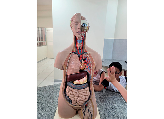 O CORPO HUMANO POR DENTRO! - 1� Ano Col�gio Passionista Jo�o XXIII