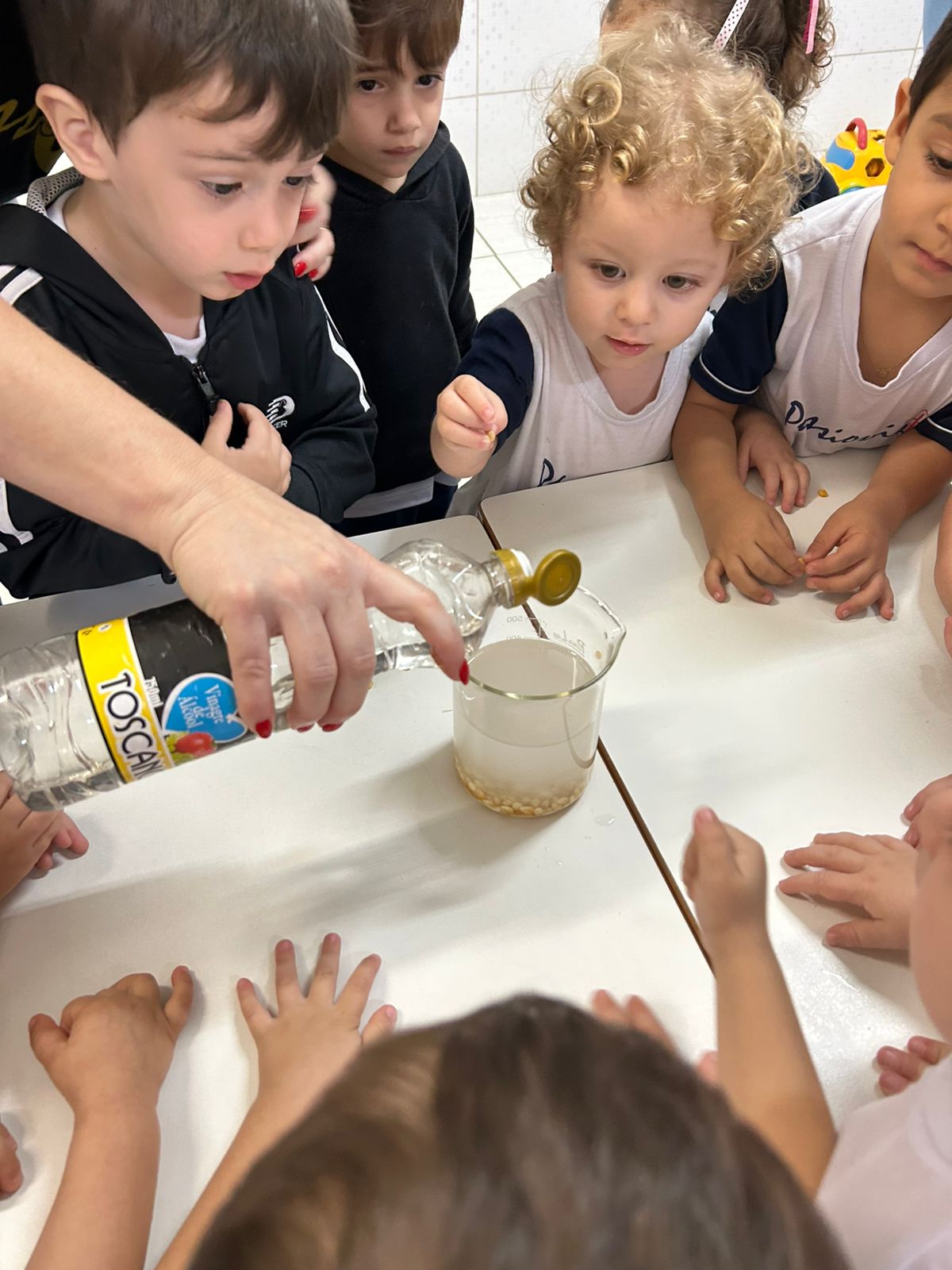 Contexto Investigativo sobre o milho Col�gio Passionista Jo�o XXIII